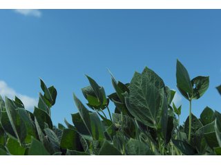 Farmland in Benton & Boone Counties, Indiana - LAND AUCTION - 118.5+/- ACRES IN 3 TRACTS IN BENTON & BOONE COUNTIES, INDIANA